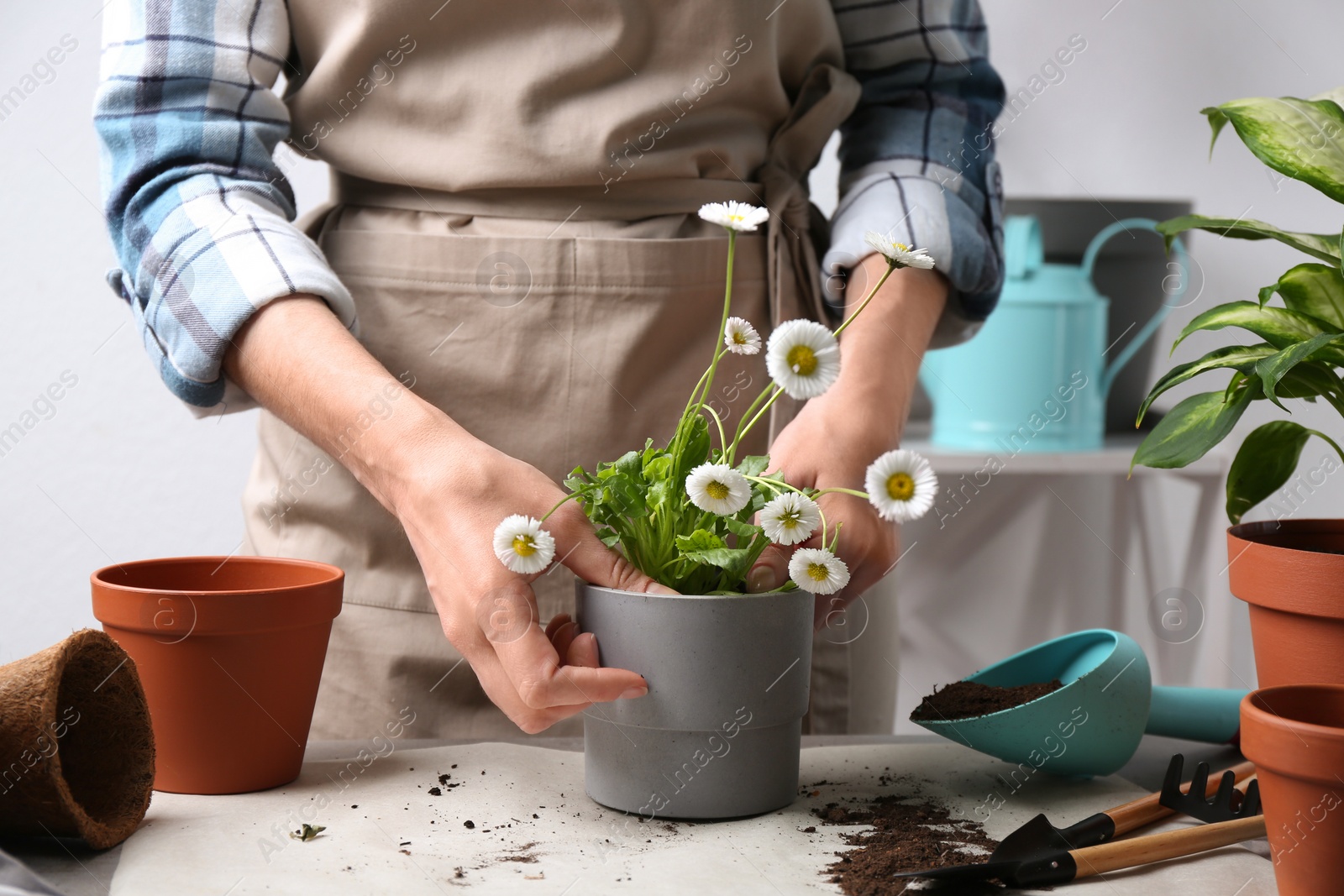 Photo of Woman transplanting houseplant at table, closeup view