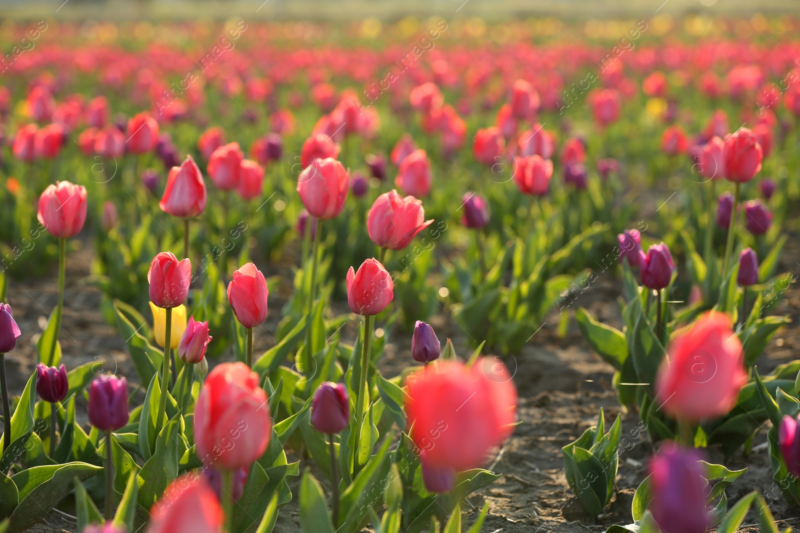 Photo of Field with fresh beautiful tulips. Blooming flowers