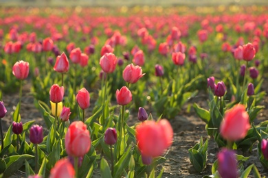 Field with fresh beautiful tulips. Blooming flowers