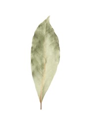 Photo of One aromatic bay leaf isolated on white