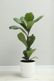 Photo of Fiddle Fig or Ficus Lyrata plant with green leaves near light grey wall indoors