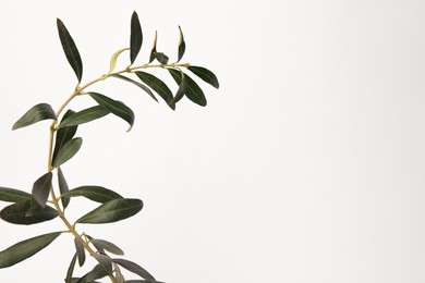 Twigs with fresh green olive leaves on white background, space for text