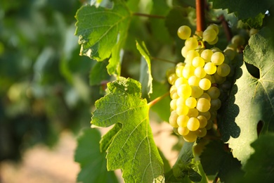 Bunch of ripe juicy grapes on branch in vineyard