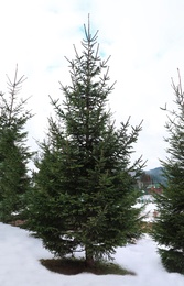 Fir tree and snow on ground outdoors