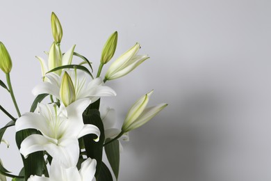 Photo of Beautiful lily flowers on white background, space for text