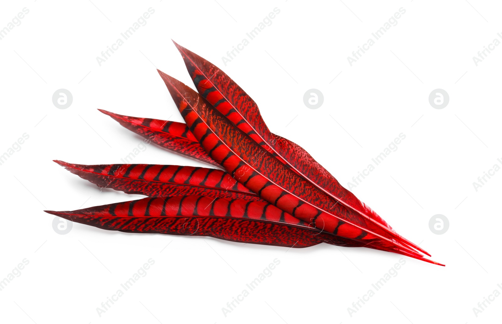 Photo of Beautiful red bird feathers on white background