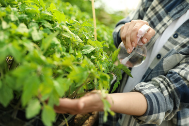 Woman spraying tomato seedlings with water in greenhouse, closeup