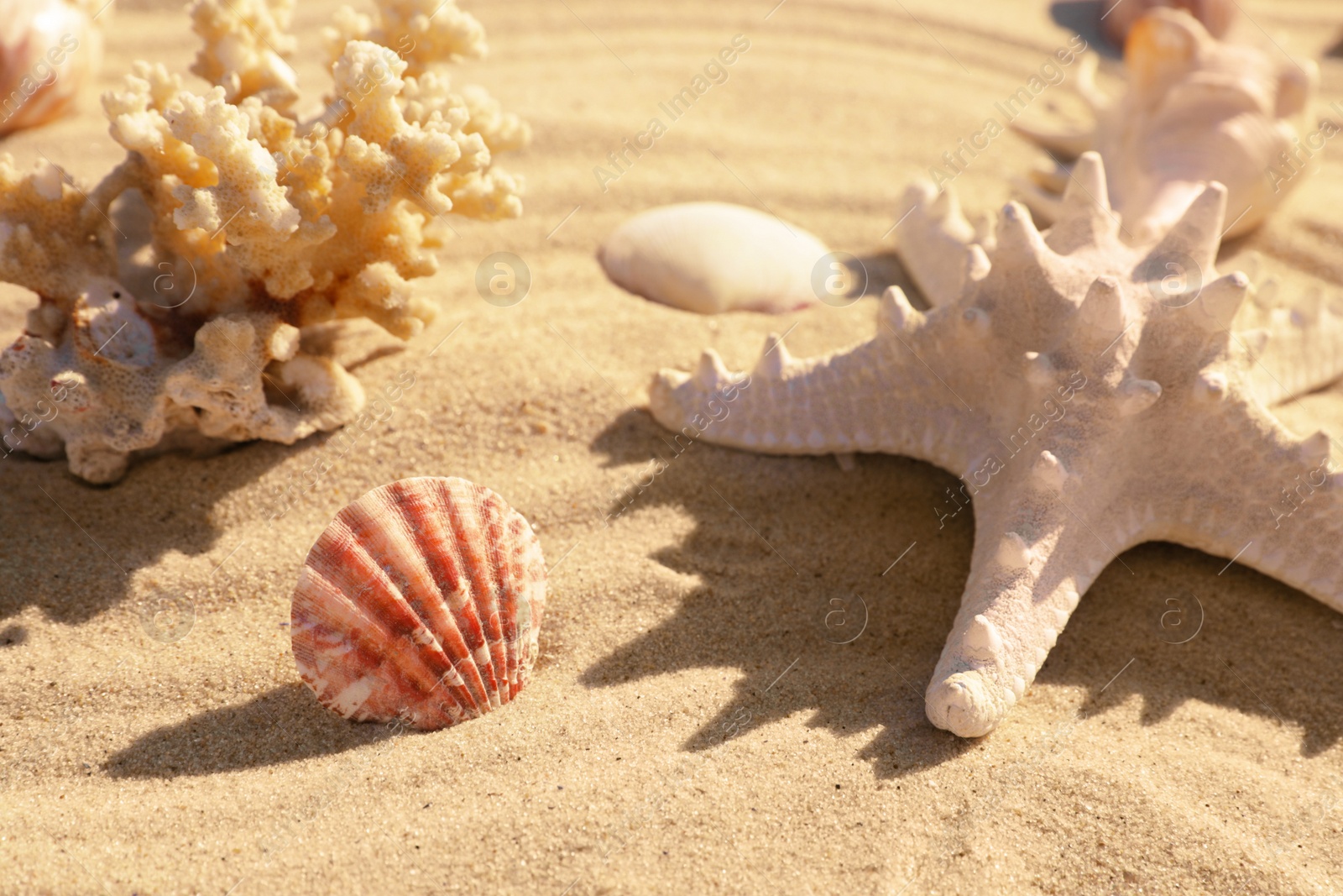 Photo of Beautiful coral, seashells and starfish on beach sand