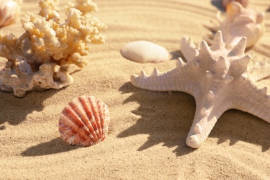 Beautiful coral, seashells and starfish on beach sand