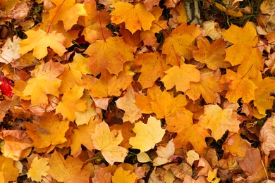 Photo of Top view of colorful leaves on ground. Autumn season