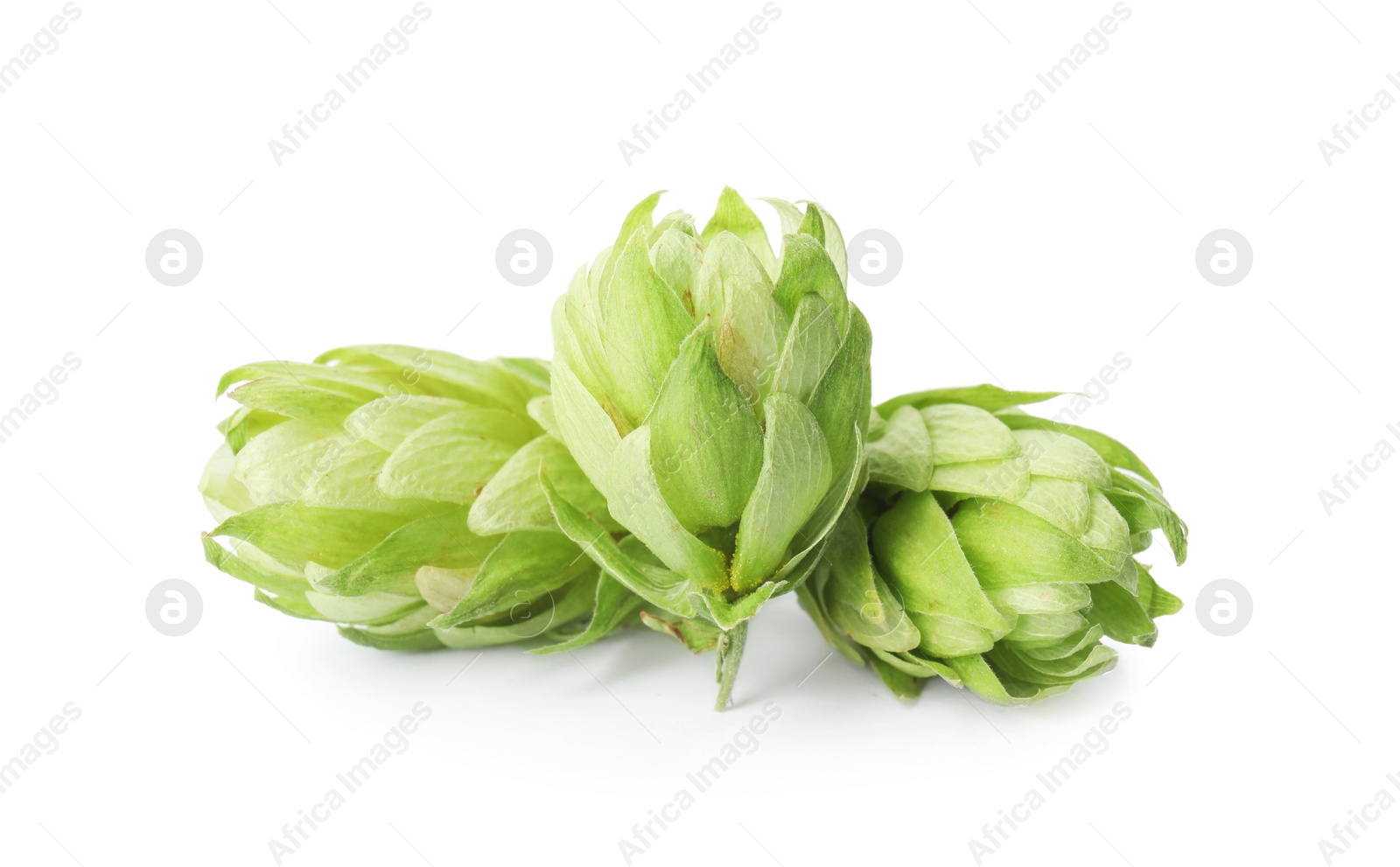 Photo of Fresh green hops on white background. Beer production