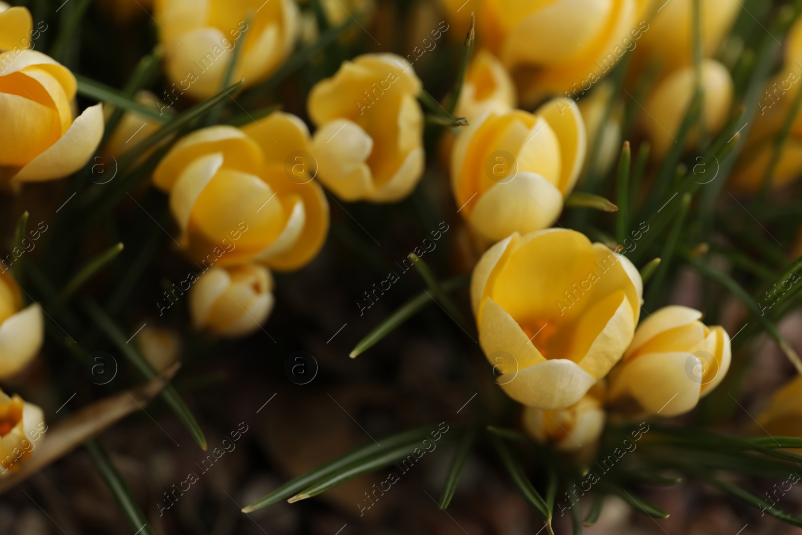 Photo of Beautiful yellow crocus flowers growing in garden, above view