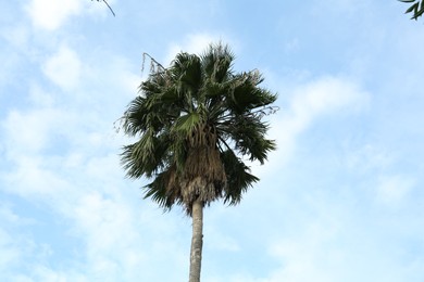 Photo of Beautiful palm tree against blue sky, bottom view