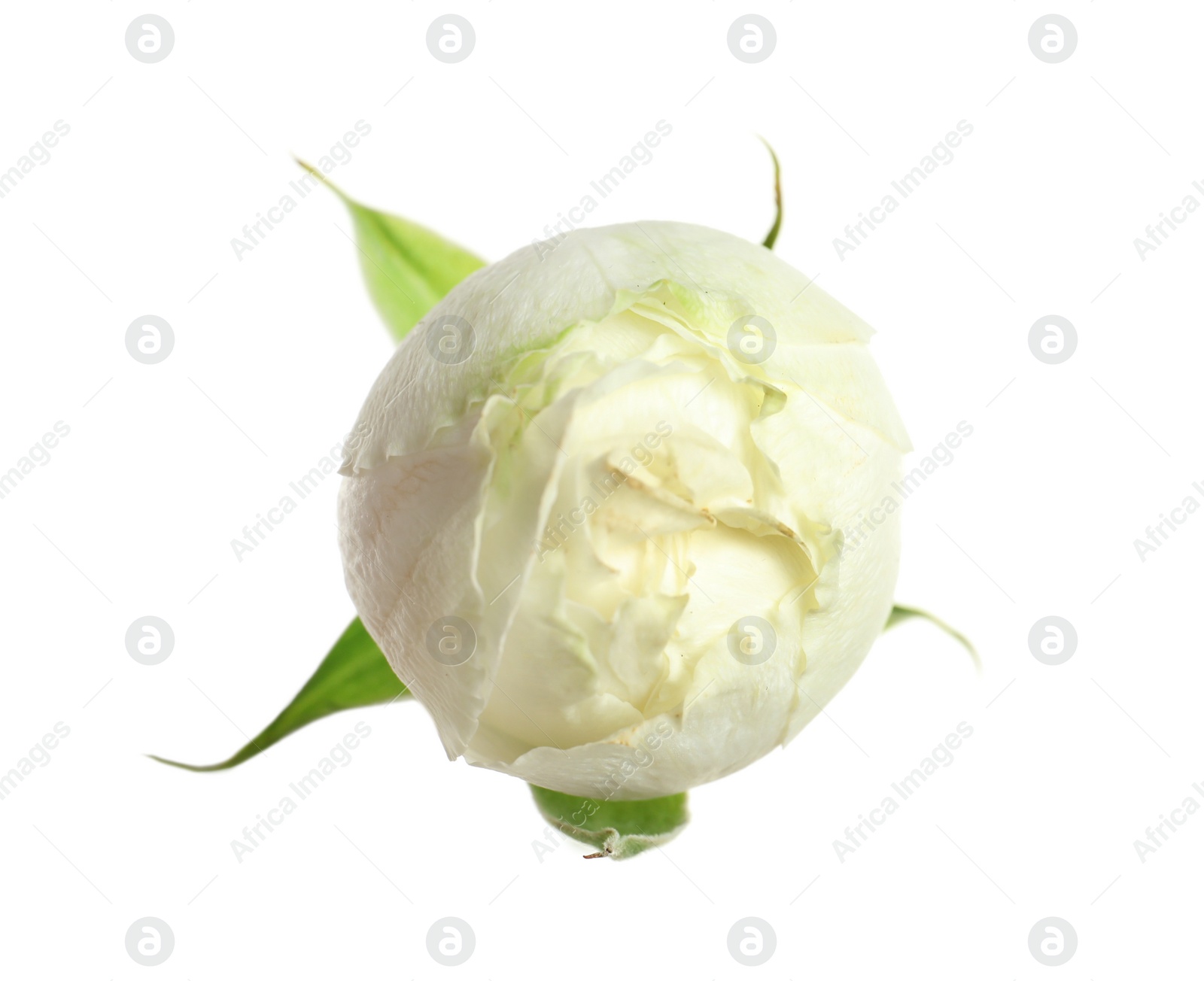 Photo of Beautiful small rose bud on white background