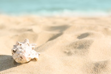 Photo of Beautiful seashell on sandy beach near sea, closeup. Space for text