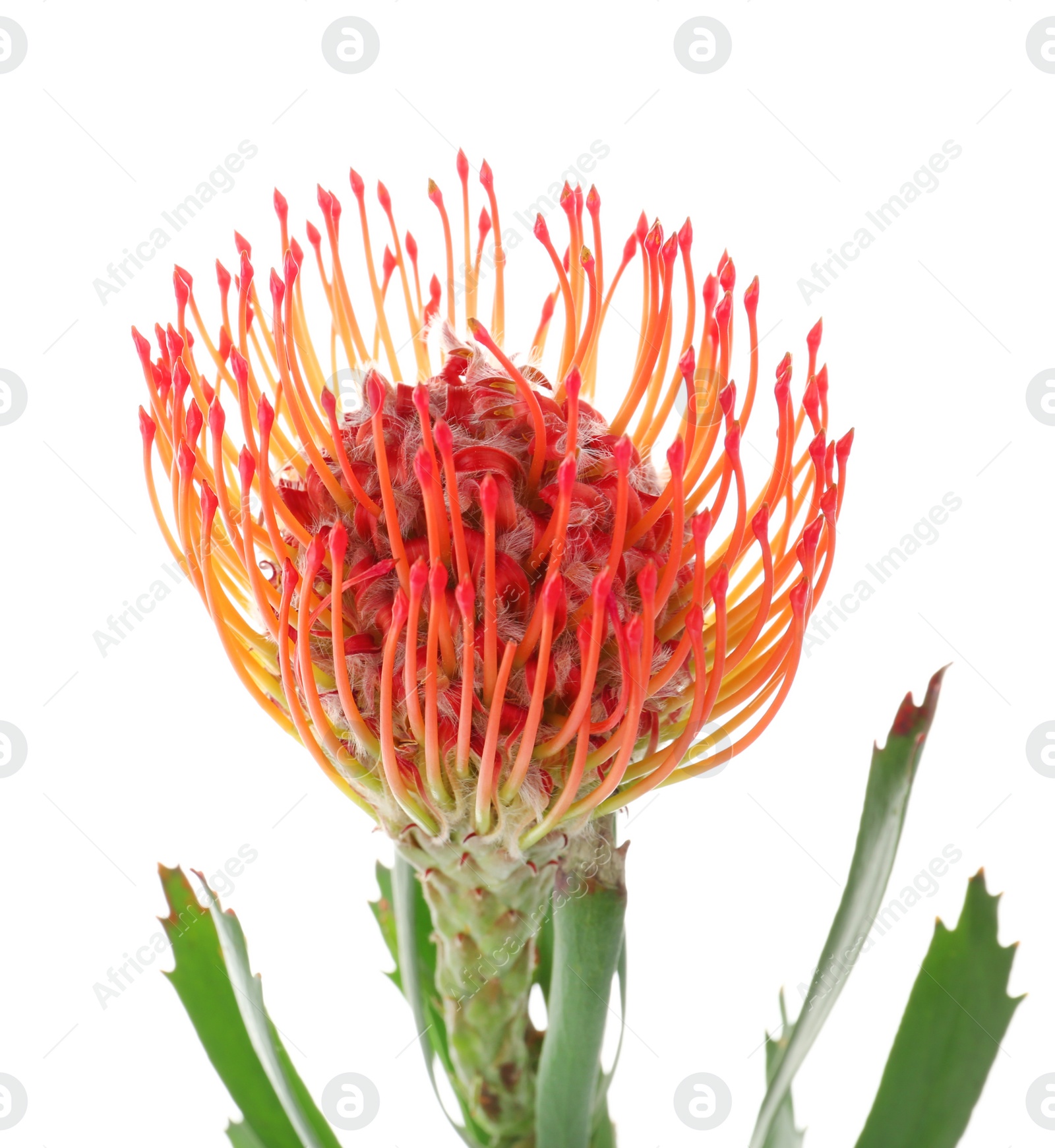 Photo of Beautiful protea flower on white background. Tropical plant