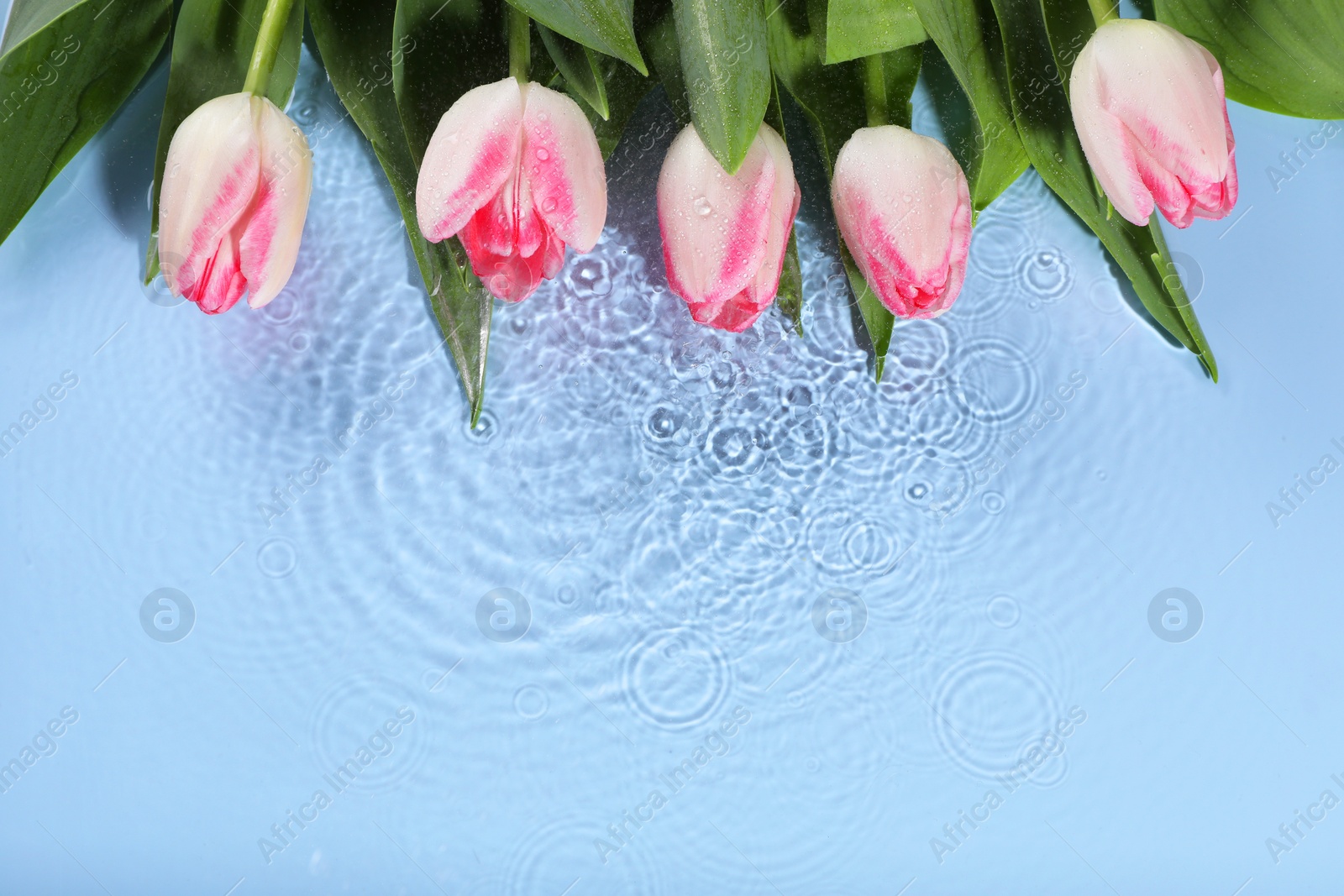 Photo of Beautiful tulips in water on light blue background, top view. Space for text