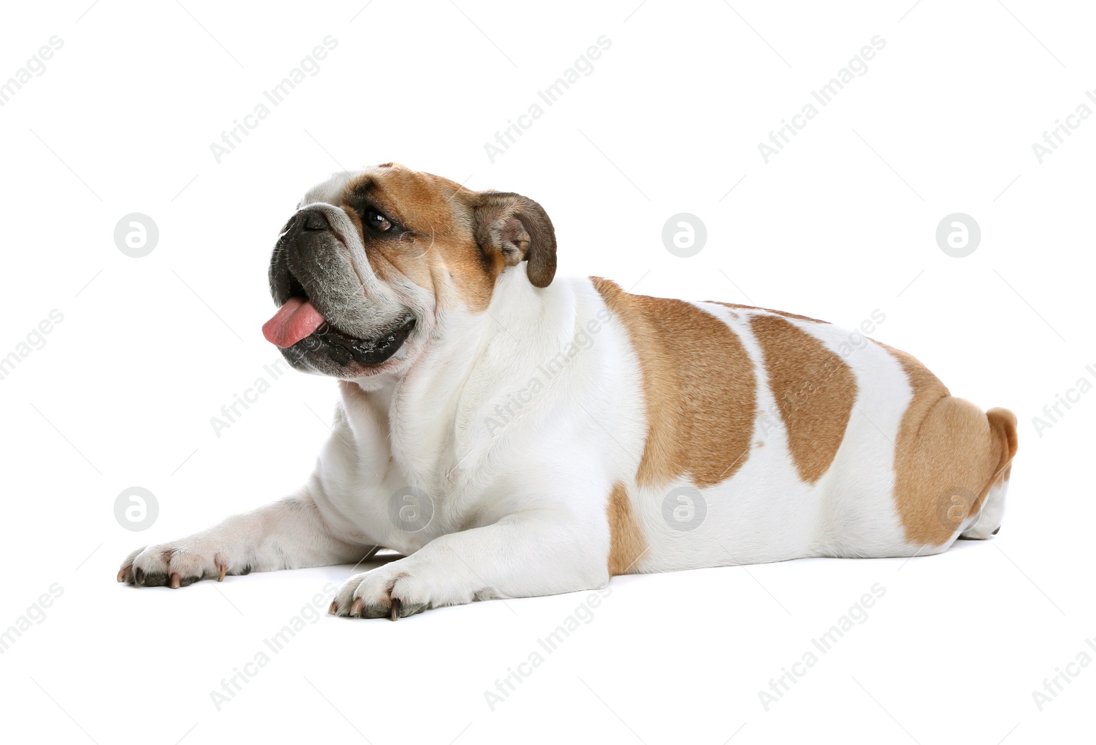 Photo of Adorable funny English bulldog on white background