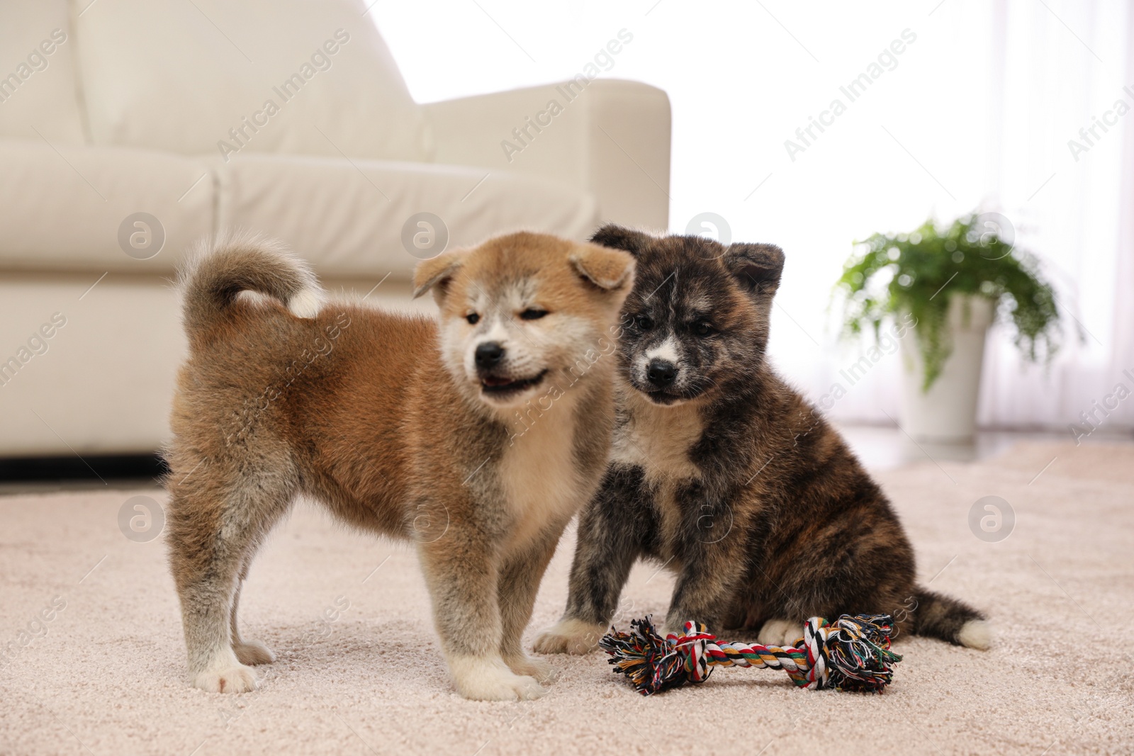 Photo of Cute Akita inu puppies with toy indoors. Friendly dogs