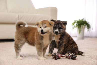 Cute Akita inu puppies with toy indoors. Friendly dogs