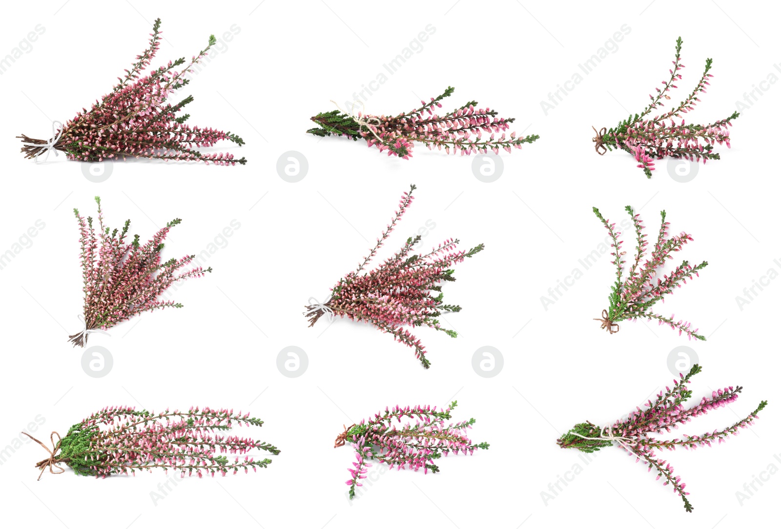 Image of Heathers with beautiful flowers on white background, collage