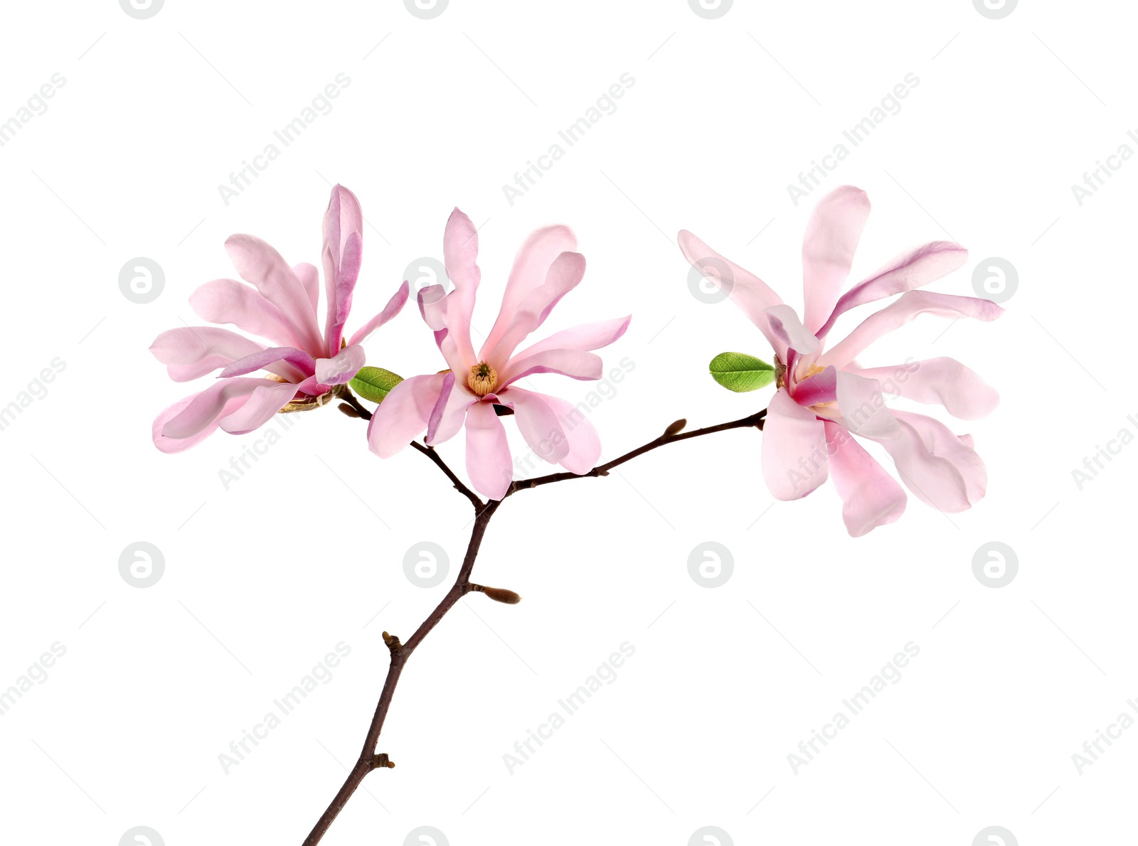 Photo of Magnolia tree branch with beautiful flowers isolated on white