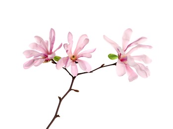 Magnolia tree branch with beautiful flowers isolated on white