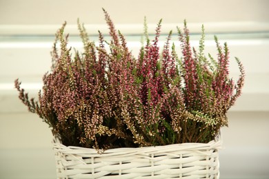 Photo of Beautiful heather flowers in wicker basket against light background, closeup