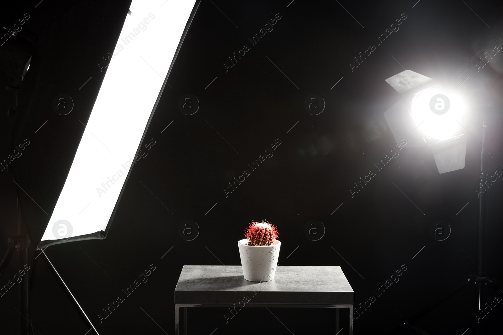 Photo of Interior of modern photo studio with table, cactus and professional lighting equipment