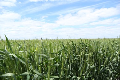 Photo of Ripening wheat with green leaves growing under blue sky