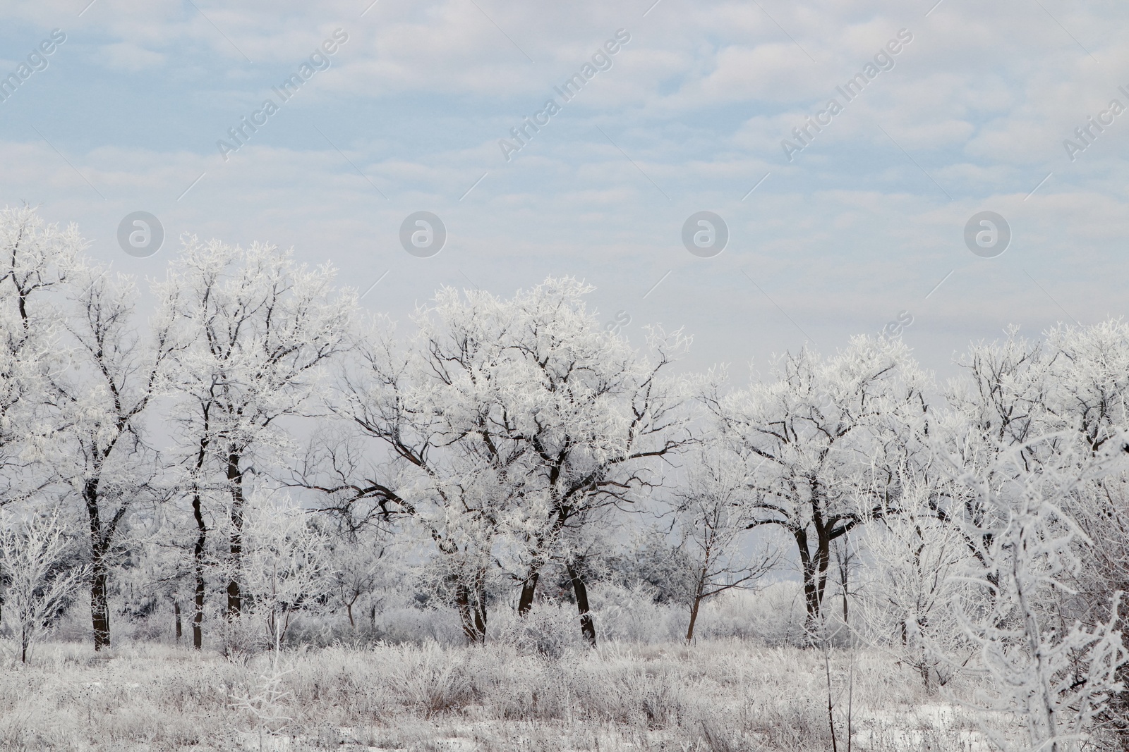 Photo of Plants covered with hoarfrost outdoors on winter morning