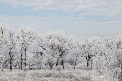 Photo of Plants covered with hoarfrost outdoors on winter morning