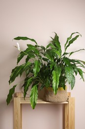 Photo of Beautiful spathiphyllum on wooden rack near beige wall. House decor