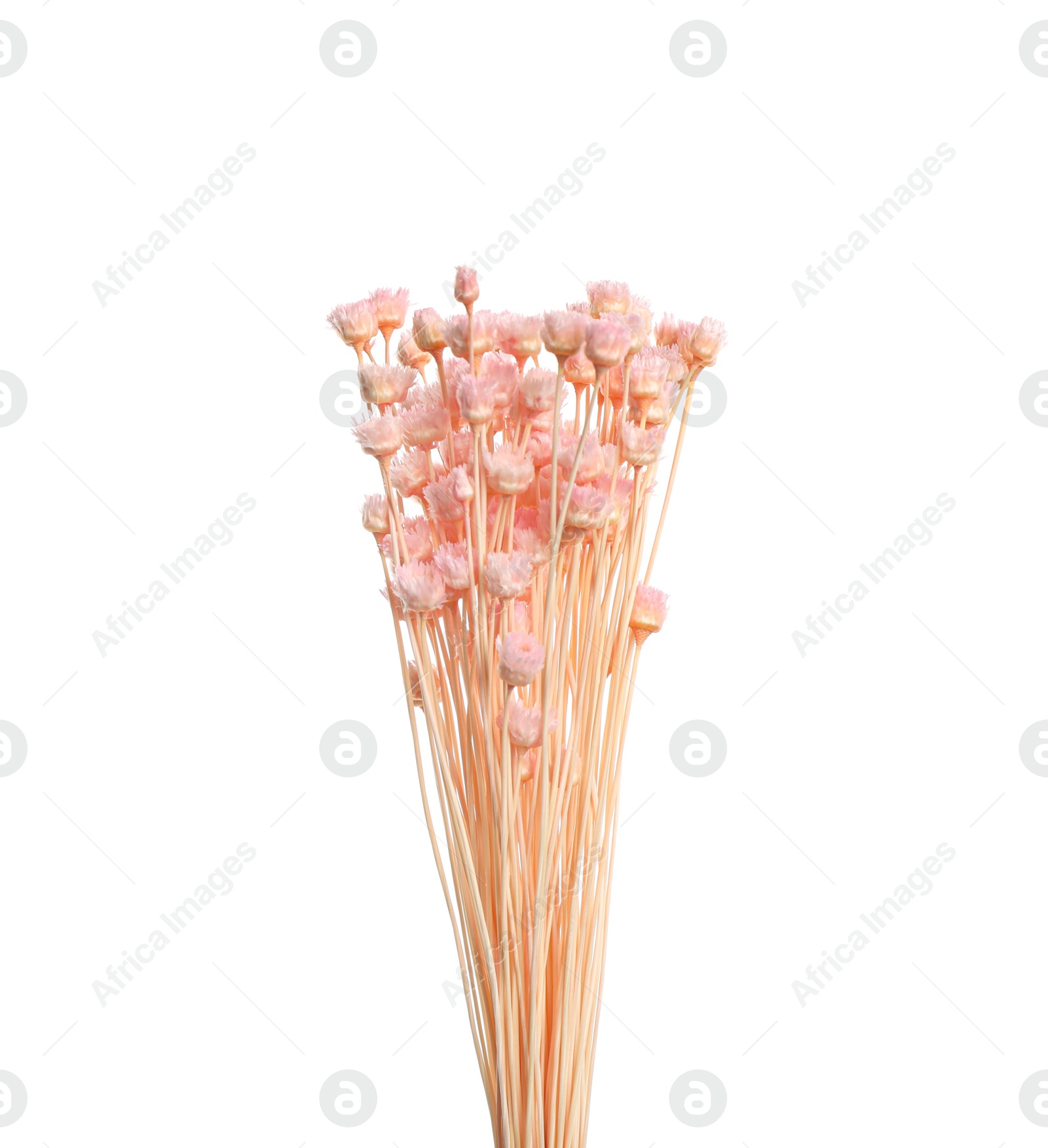 Photo of Bouquet of dried flowers on white background