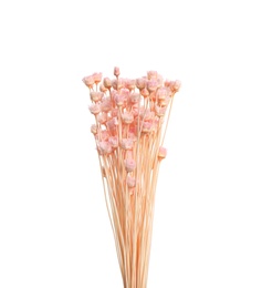 Photo of Bouquet of dried flowers on white background