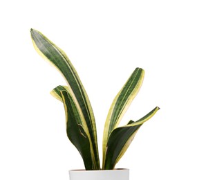 Photo of Potted houseplant with damaged leaves on white background, closeup