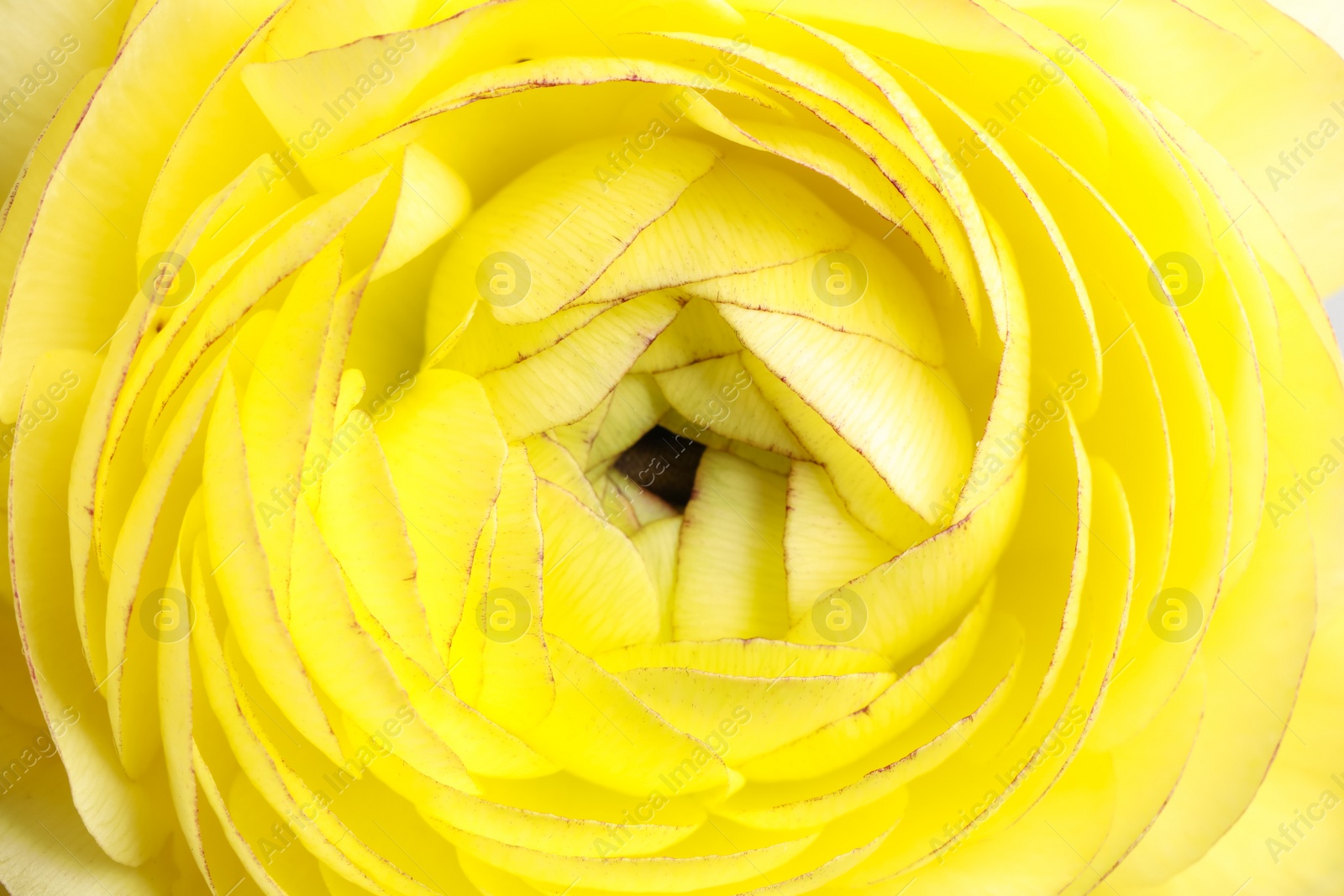 Photo of Closeup view of beautiful delicate ranunculus flower