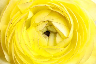 Photo of Closeup viewbeautiful delicate ranunculus flower