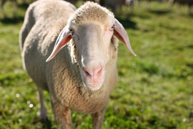 Cute sheep grazing outdoors on sunny day, space for text. Farm animal