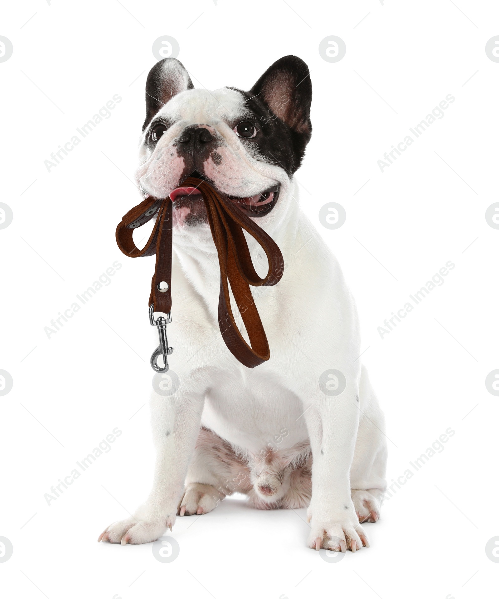 Image of Adorable French bulldog holding leash in mouth on white background