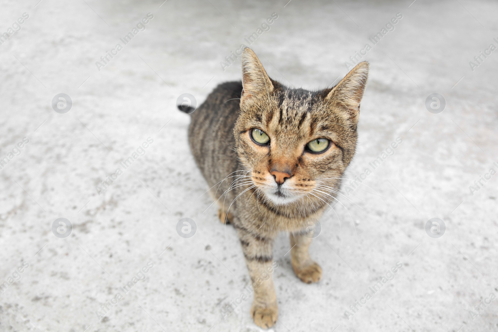 Photo of Lonely stray cat on asphalt. Homeless pet