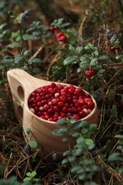 Wooden cup with many tasty ripe lingonberries in forest outdoors