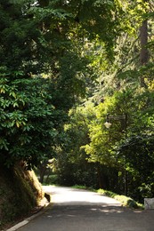 View of pathway and trees in park