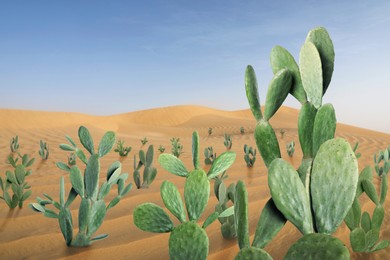 Image of Beautiful cacti growing in sandy desert on hot day