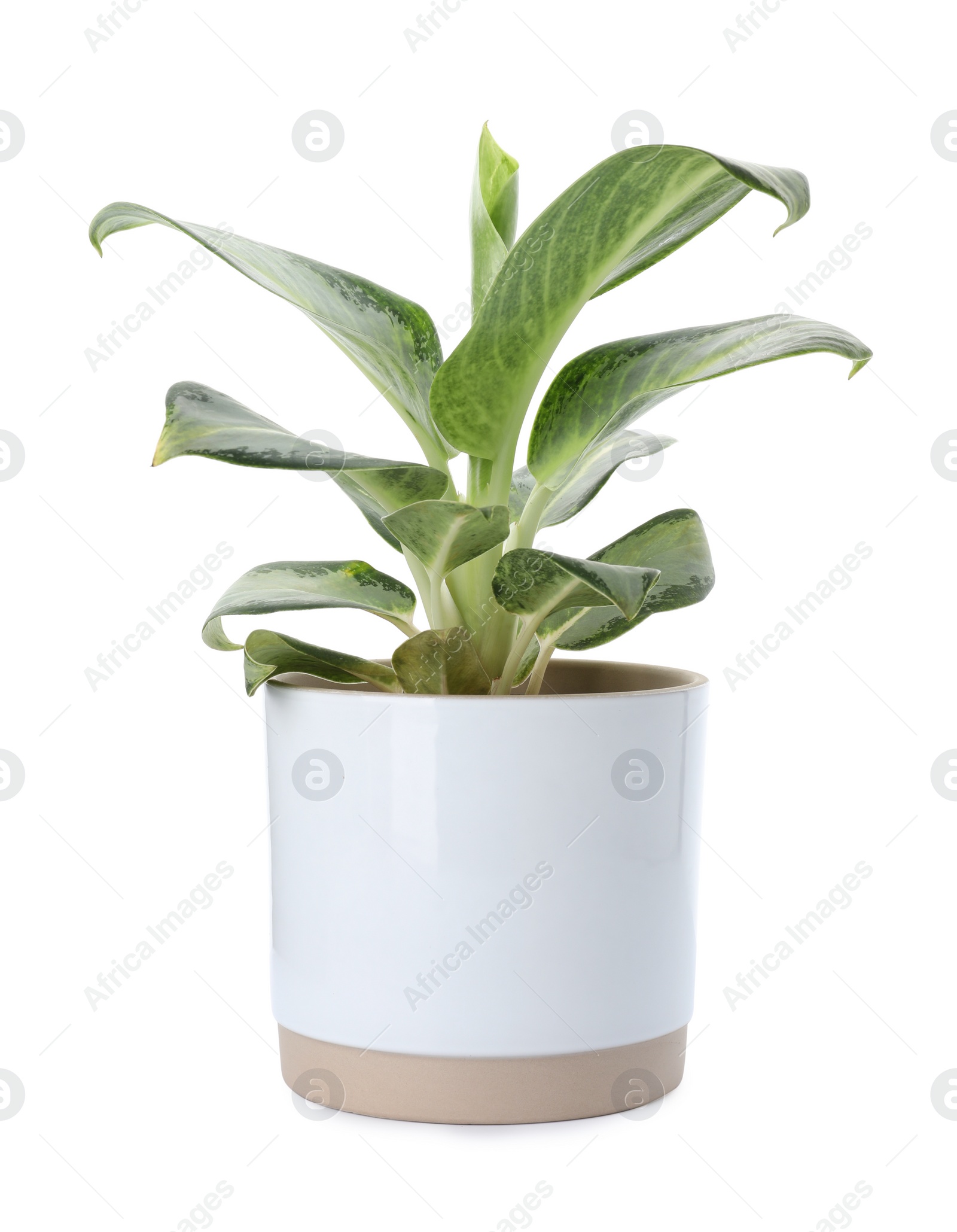 Photo of Beautiful Aglaonema plant in flowerpot isolated on white. House decor