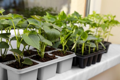 Seedlings growing in plastic containers with soil on windowsill, closeup. Gardening season