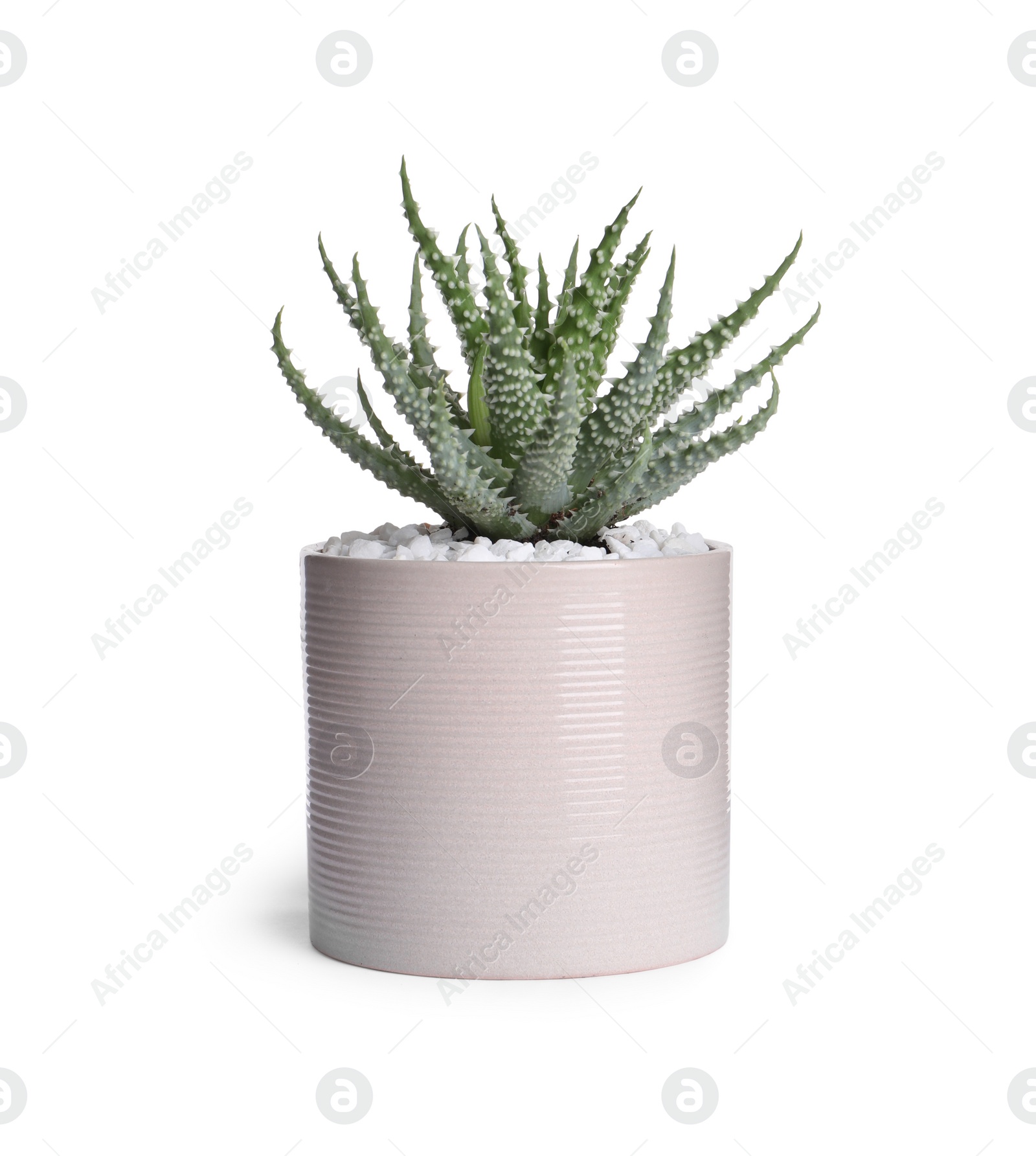 Photo of Aloe in pot isolated on white. House plant