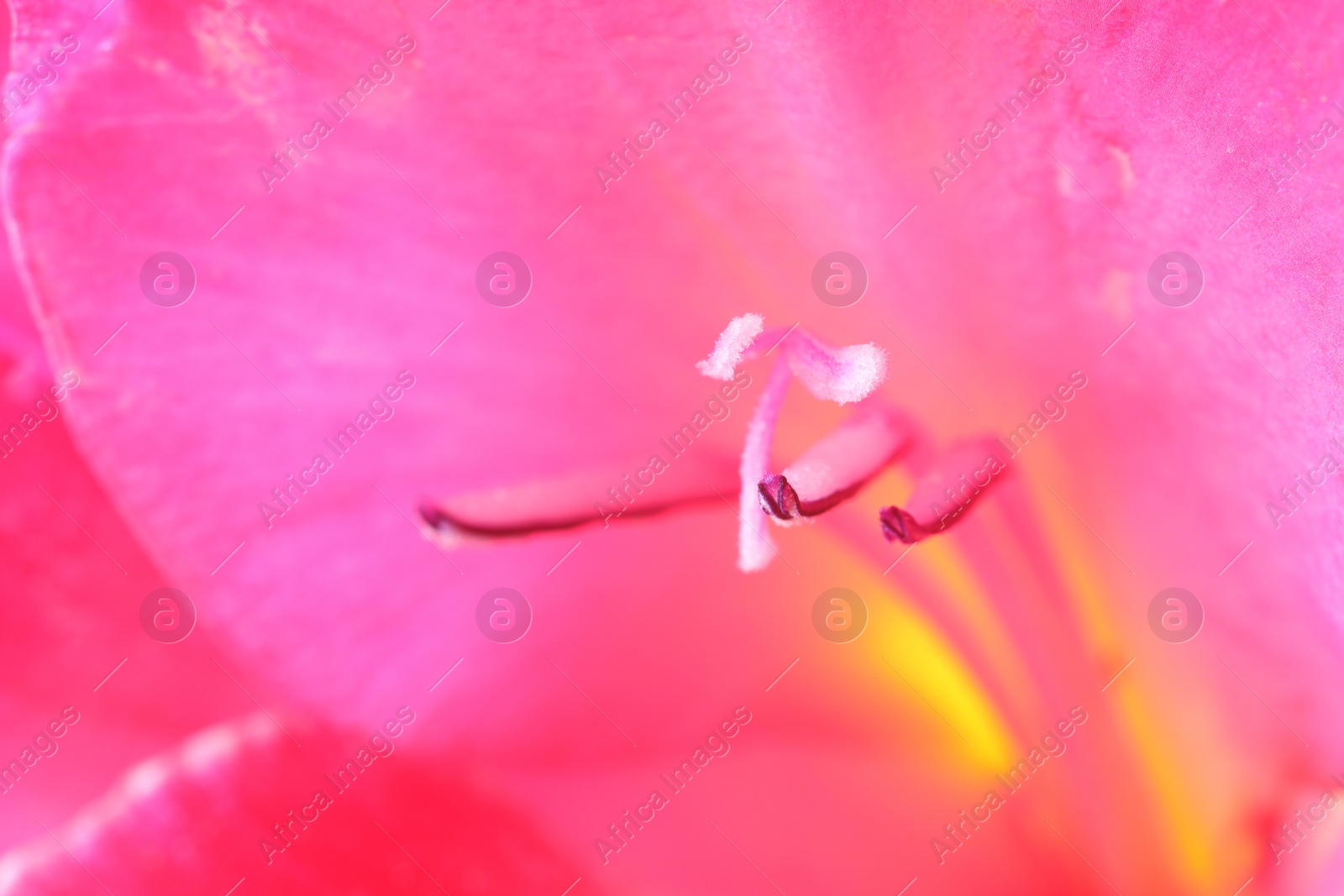 Photo of Beautiful pink Gladiolus flower as background, macro view