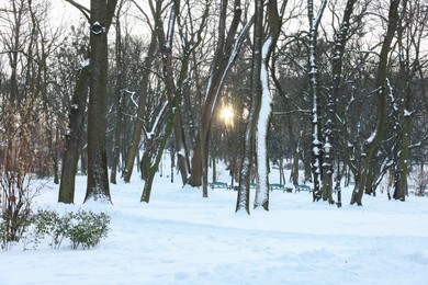 Photo of Sunbeams shining through trees in snowy park