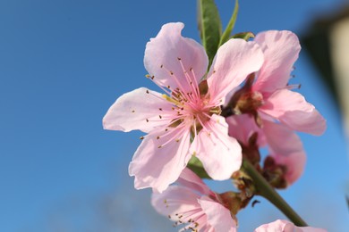 Photo of Blossoming spring tree against blue sky, closeup
